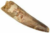 Fossil Spinosaurus Tooth - Real Dinosaur Tooth #357432-1
